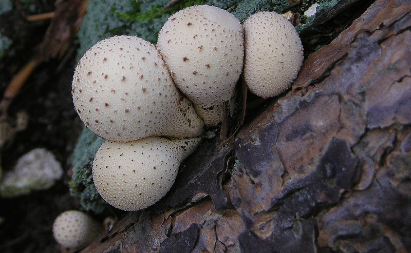 Per funghi con alberto.